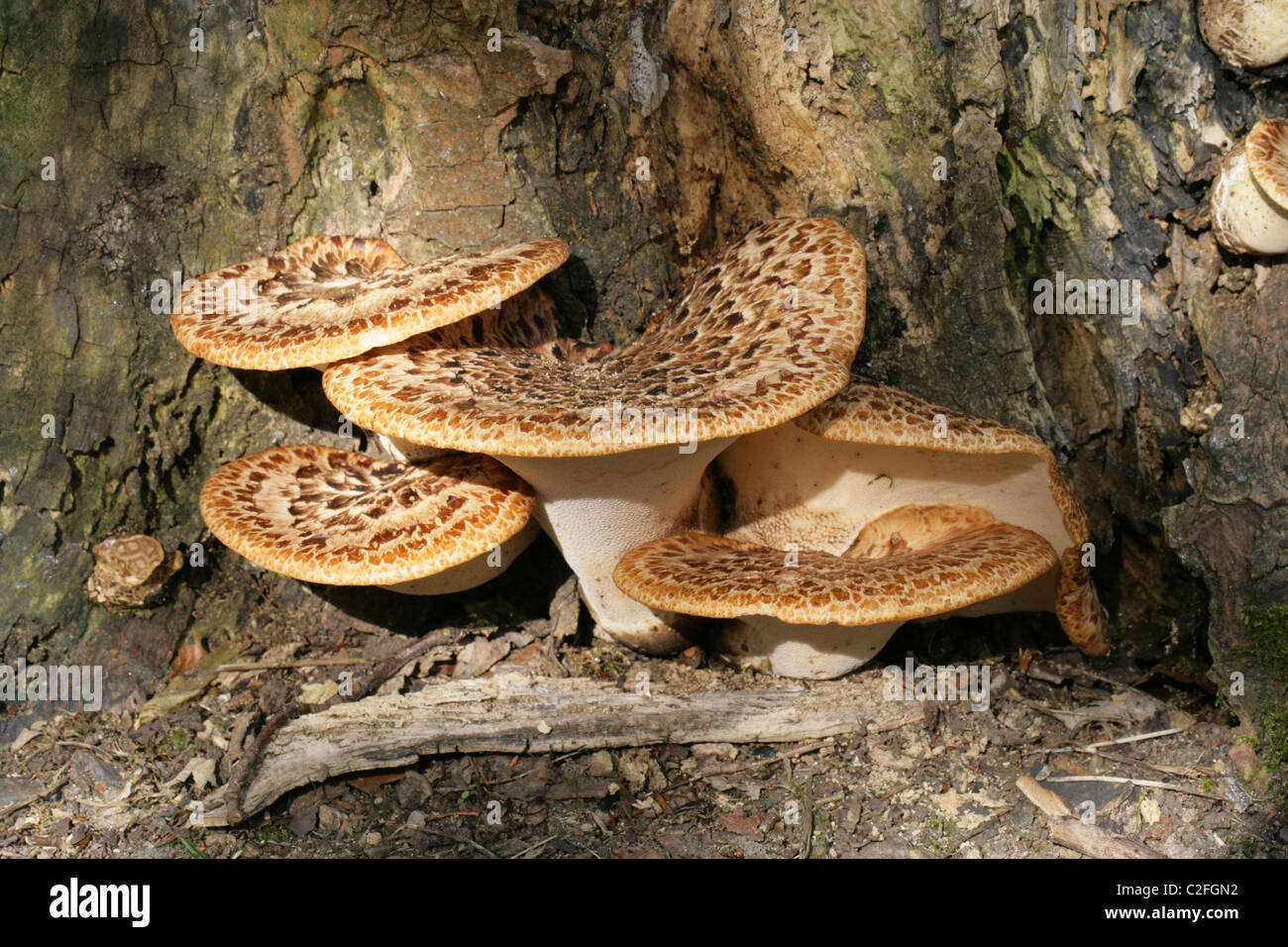 Dryade Sattel oder schuppige Polypore, Polyporus an, Polyporaceae. Halterung Pilz. Fruchtkörper. Stockfoto