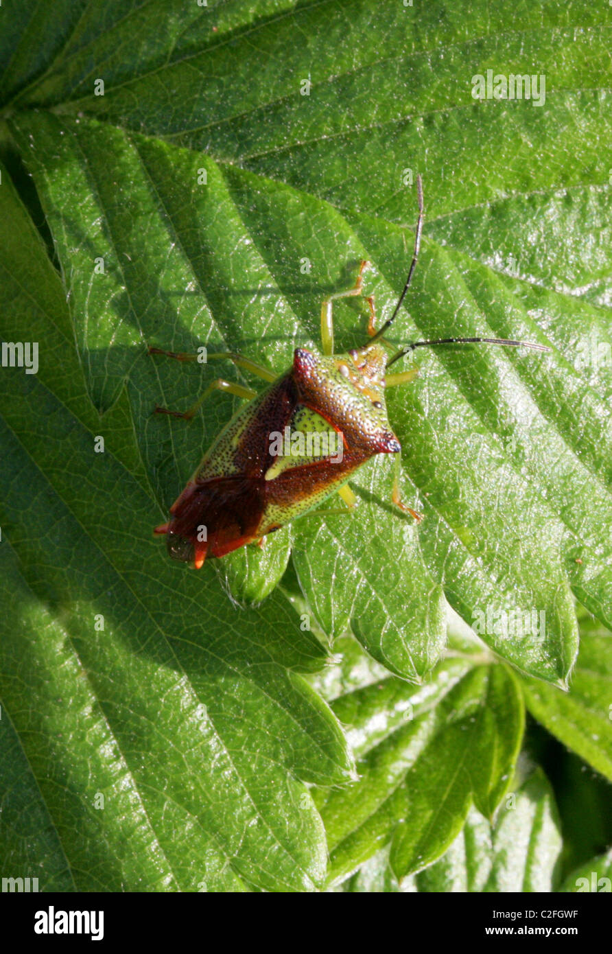Weißdorn Shieldbug, Acanthosoma Haemorrhoidale, Acanthosomatidae, Heteroptera, Hemiptera Stockfoto