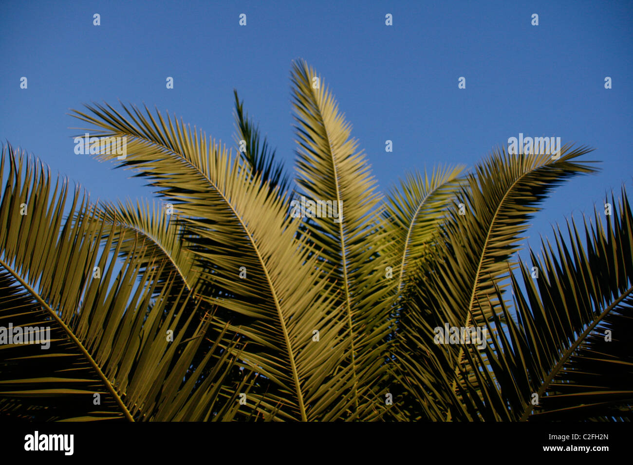 Palme, die nachts beleuchtet Stockfoto