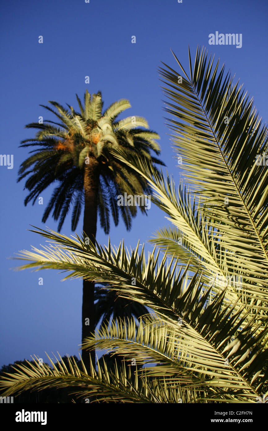 Palme, die nachts beleuchtet Stockfoto