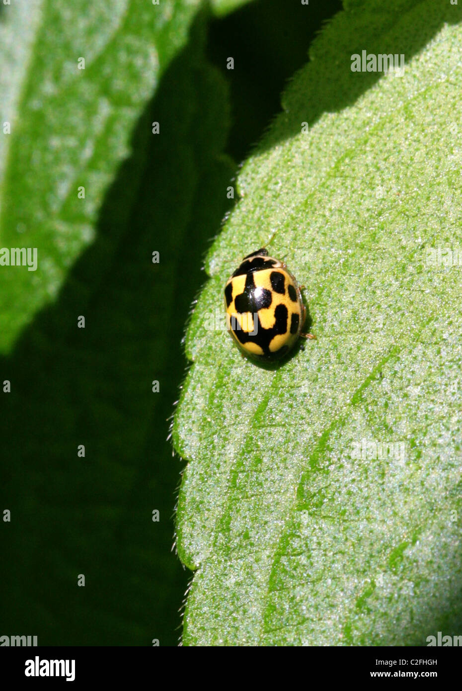 Gelbe 14-Spot Ladybird, Propylea Quatuordecimpunctata aka Propylea 14-Trommler, Coccinellidae Stockfoto