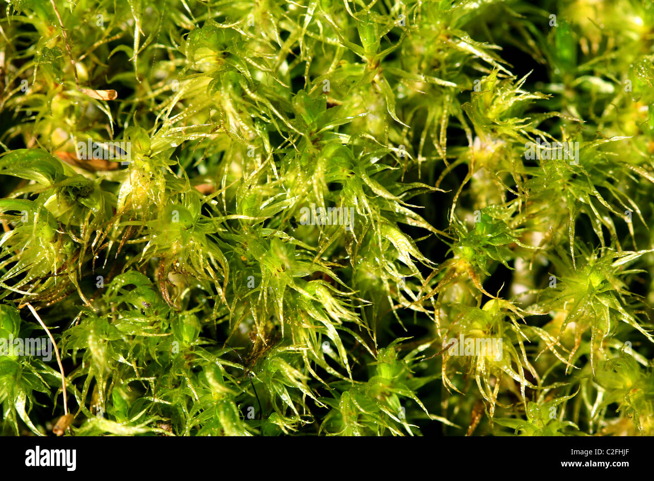 Grüne Torfmoos (Sphagnum) Hintergrund Stockfoto