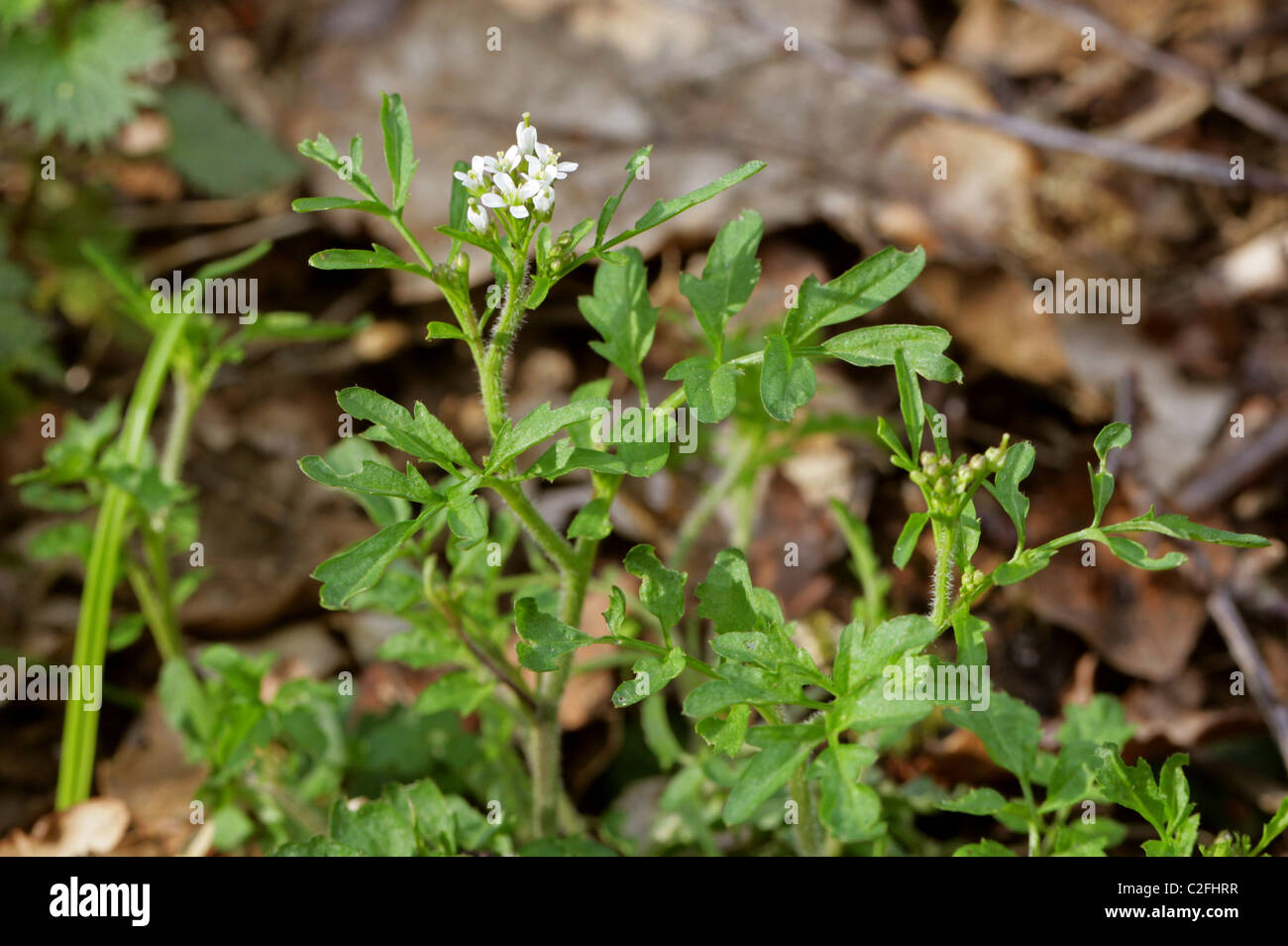 Wellig Bitter-Kresse, Cardamine Flexuosa, Brassicaceae. Woodland Blume, UK. Stockfoto