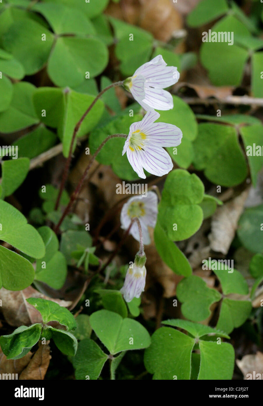 Sauerklee, Oxalis Acetosella, Oxalidaceae. Britische Wildblumen. Stockfoto