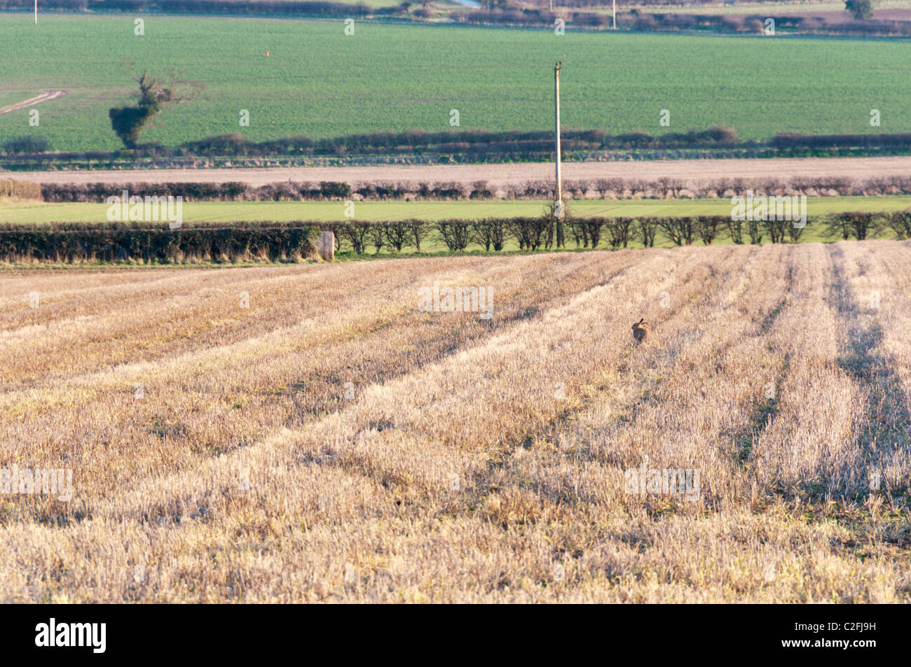 Ein Hase (Lepus Europaeus) in Norfolk Ackerland am späten Nachmittag. Stockfoto