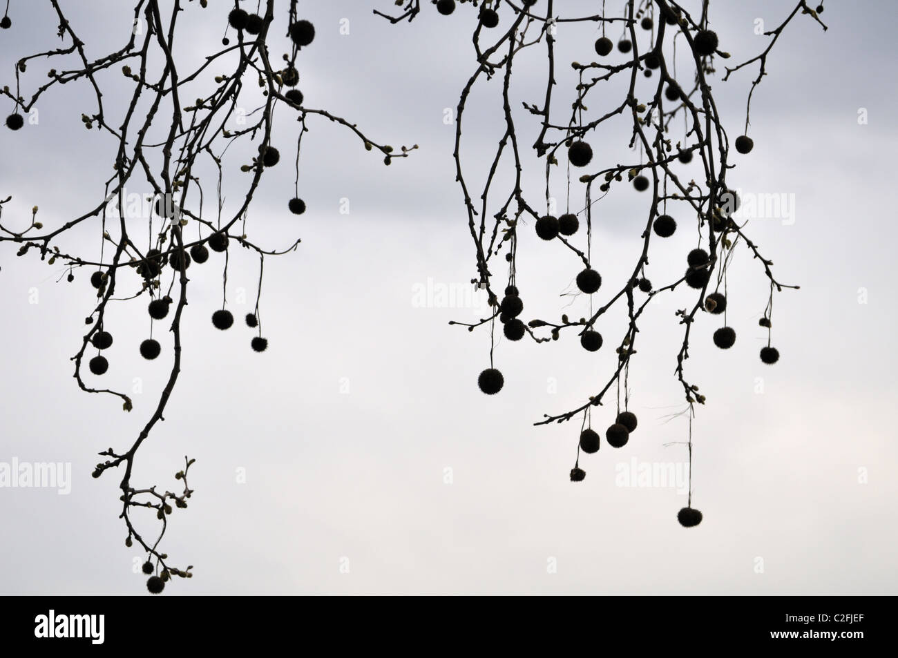 Platane Platanus Samenkapseln Silhouette. Stockfoto