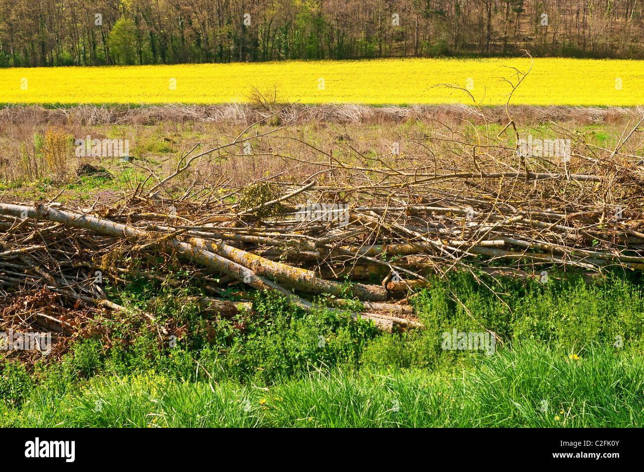 Gefällte Bäume als Palisade Hedge - Frankreich verwendet. Stockfoto