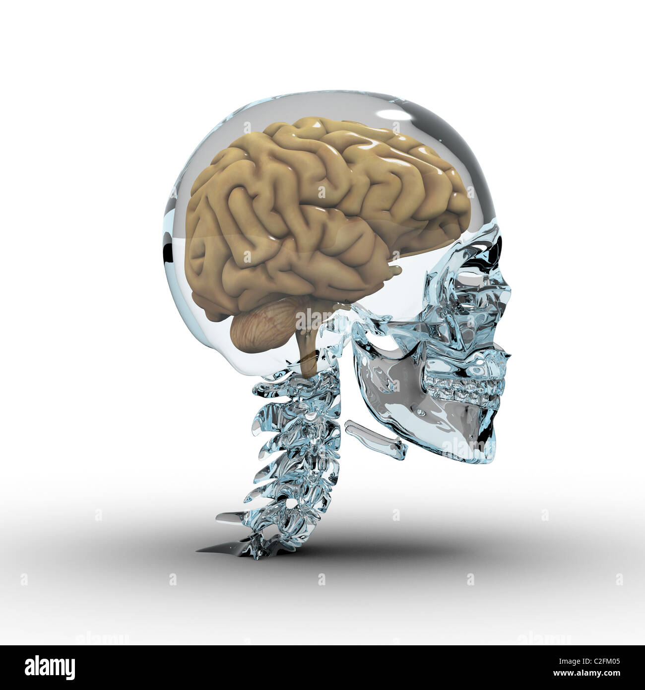 Glas-Schädel mit Gehirn. Stockfoto