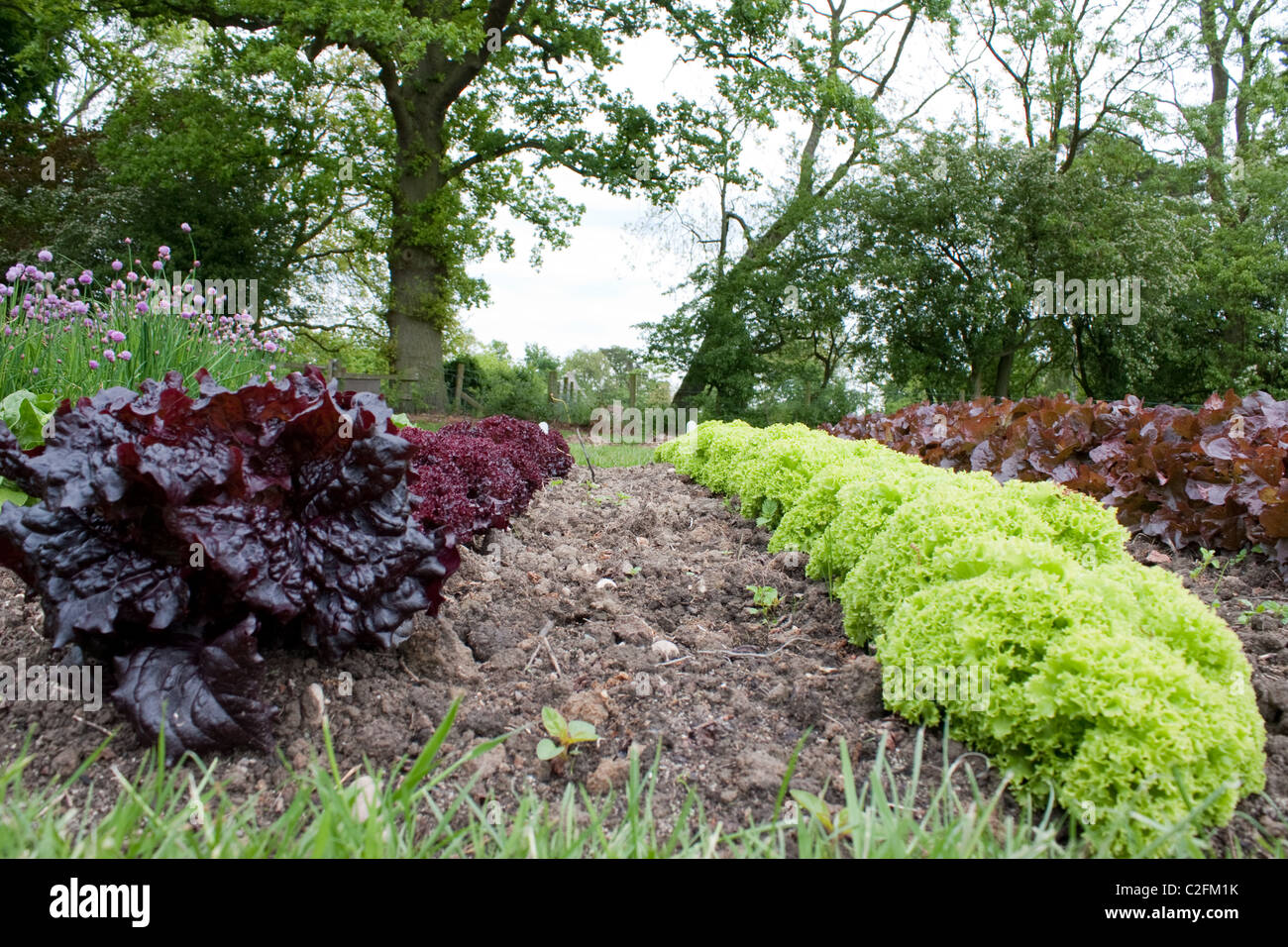Gemüsegarten Stockfoto