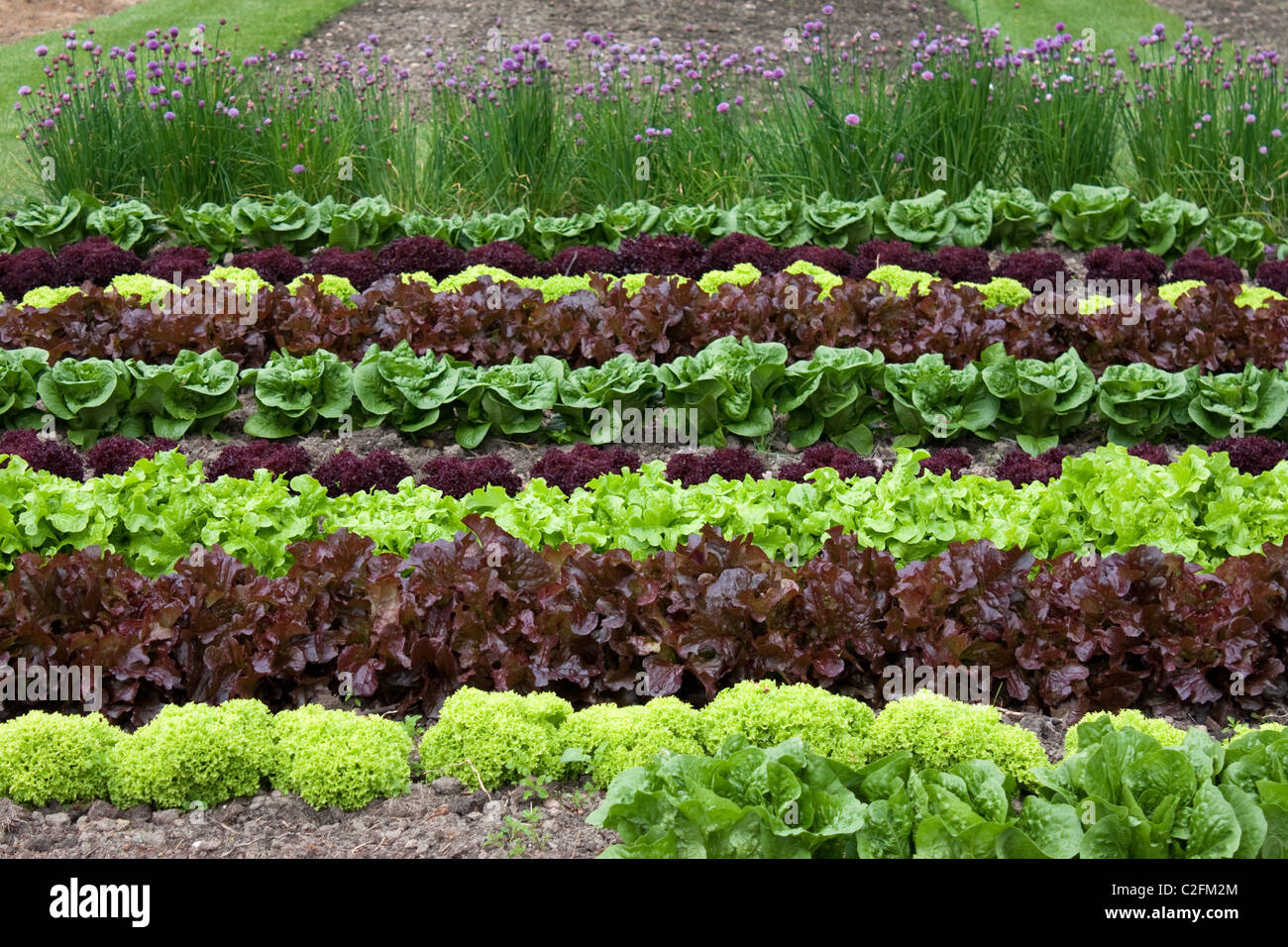 Gemüsegarten Stockfoto