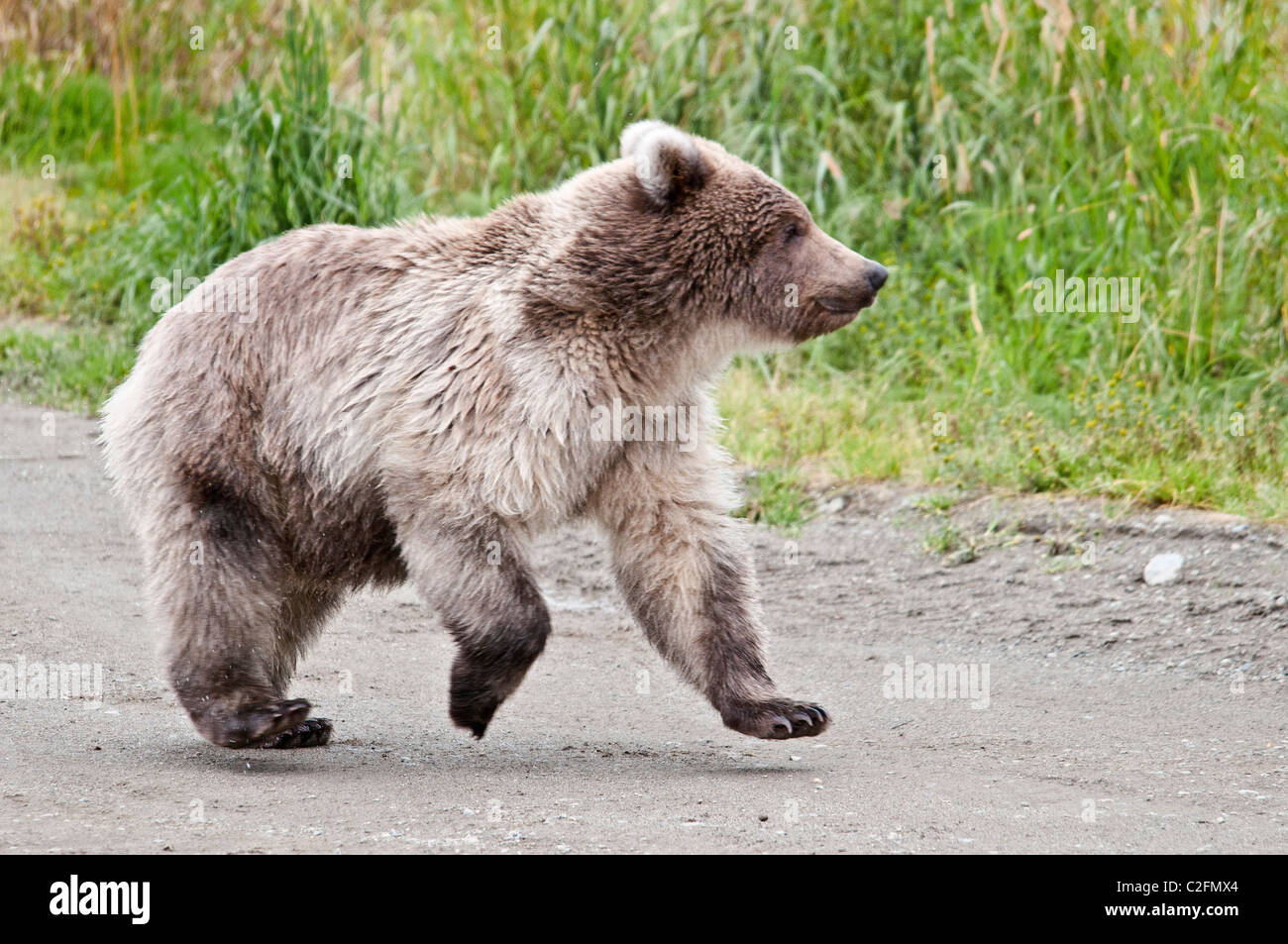Grizzly Bear Cub laufen, Ursus Arctos Horriblis, Brooks River, Katmai Nationalpark, Alaska, USA Stockfoto
