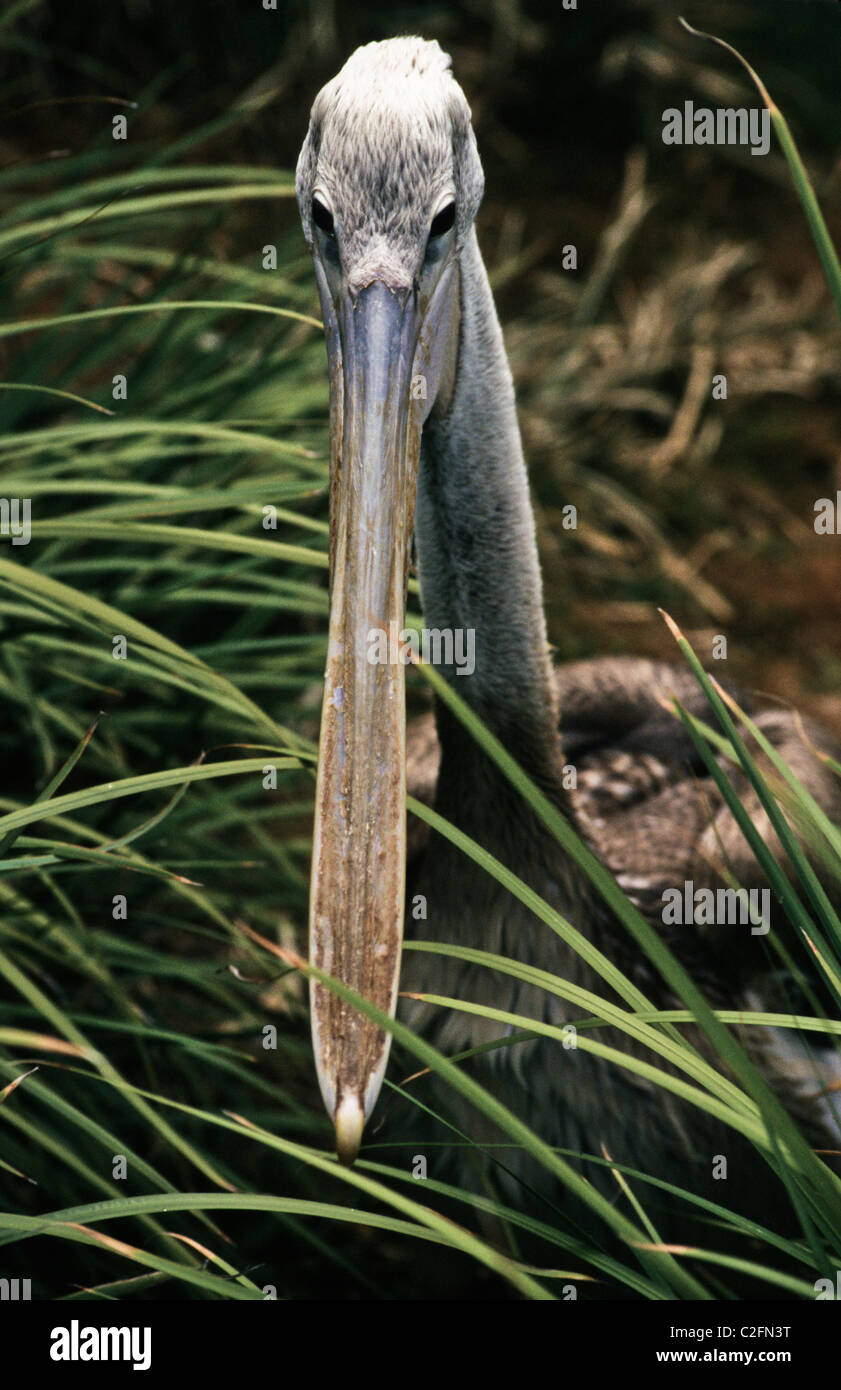 Brauner Pelikan, Pelecanus Occidentalis, California Stockfoto