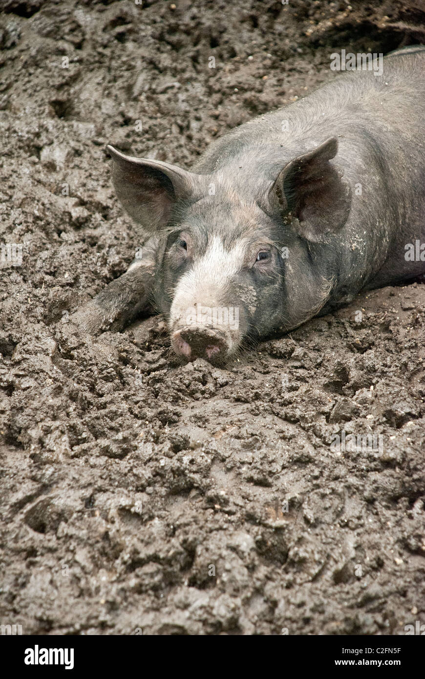 Berkshire-Schwein liegend in ein Schlamm wälzen, Stein-Scheunen-Zentrum für Ernährung und Landwirtschaft, Pocantico Hills, New York, USA Stockfoto