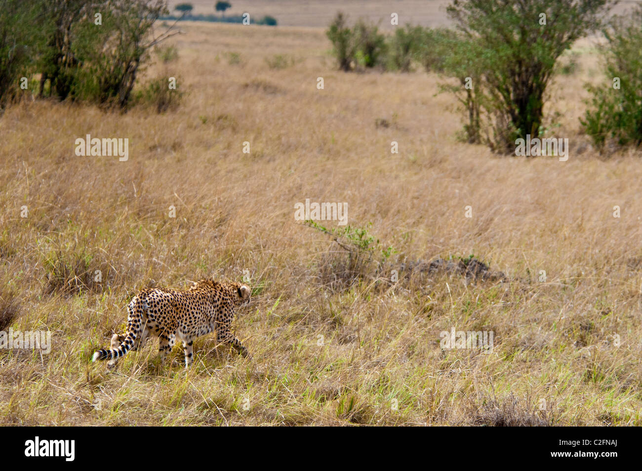 Gepard, Acinonyx Jubatus, Stalking-Opfer, Masai Mara National Reserve, Kenia, Afrika Stockfoto