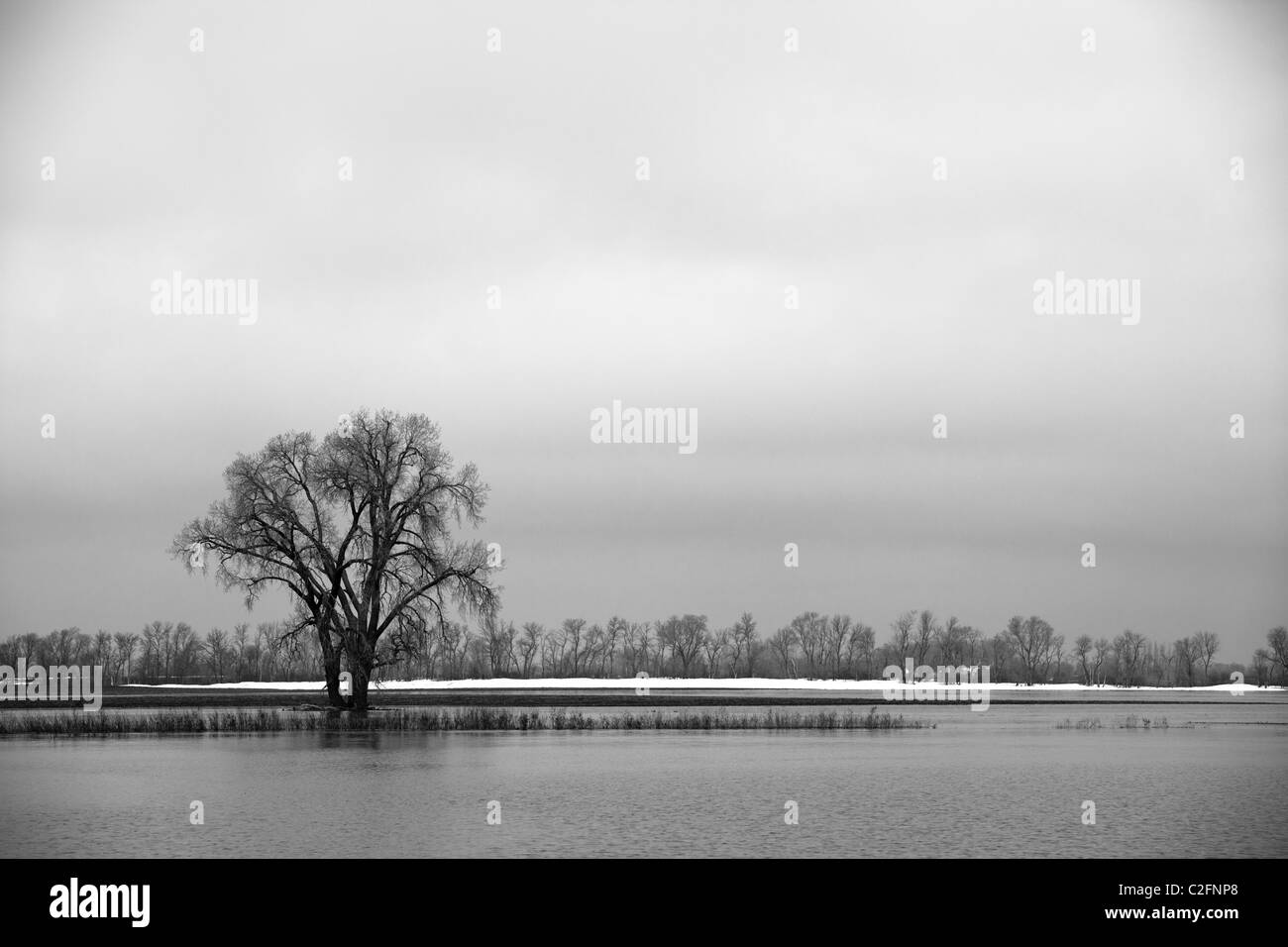 Isolierte Baum im Wasser schwarz / weiß Foto Stockfoto