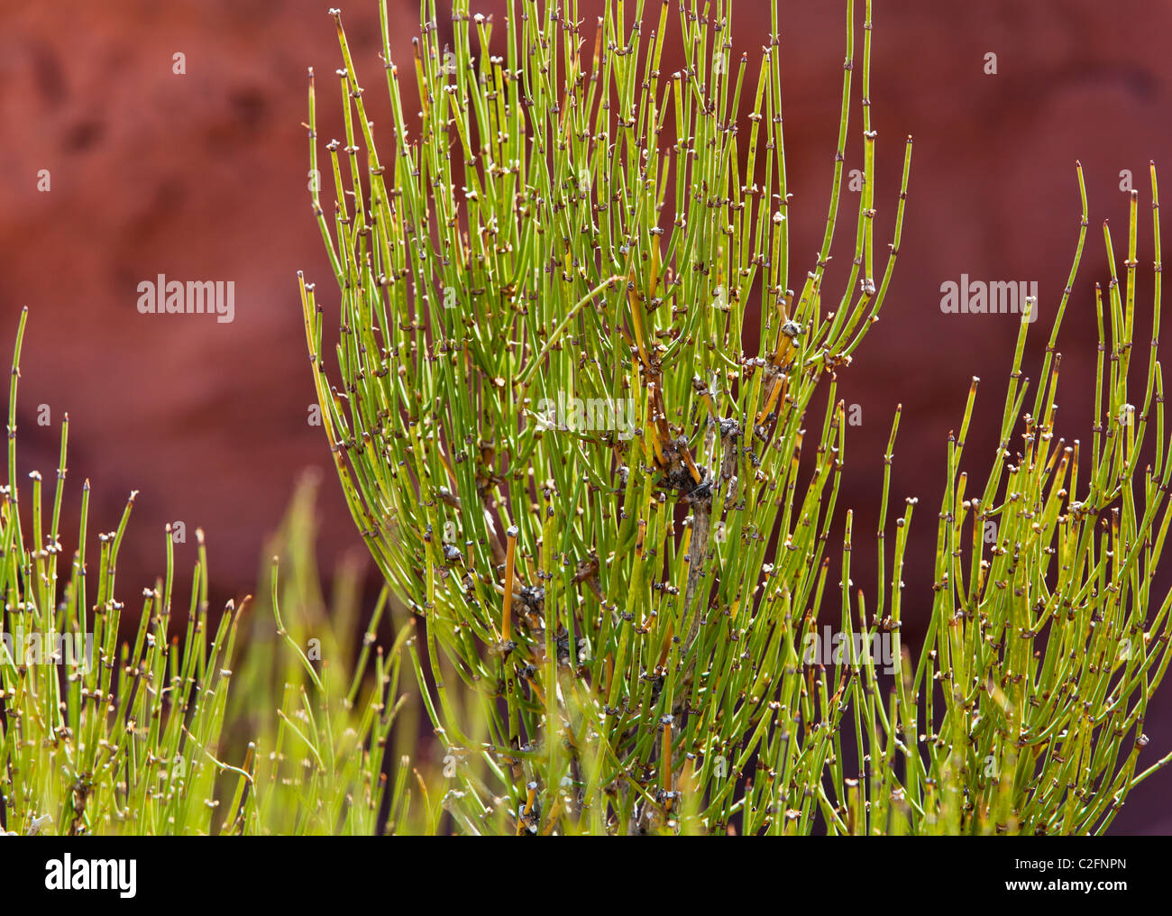 Eine Detailansicht der Mormonen Teepflanze im Canyonlands National Park, Utah, USA. Stockfoto