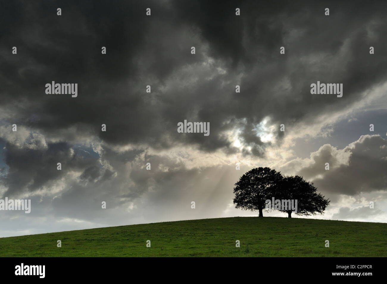 Ein paar Rotbuchen (Fagus) auf einem Hügel mit einem dramatischen Himmel über ihnen entfaltet. Stockfoto