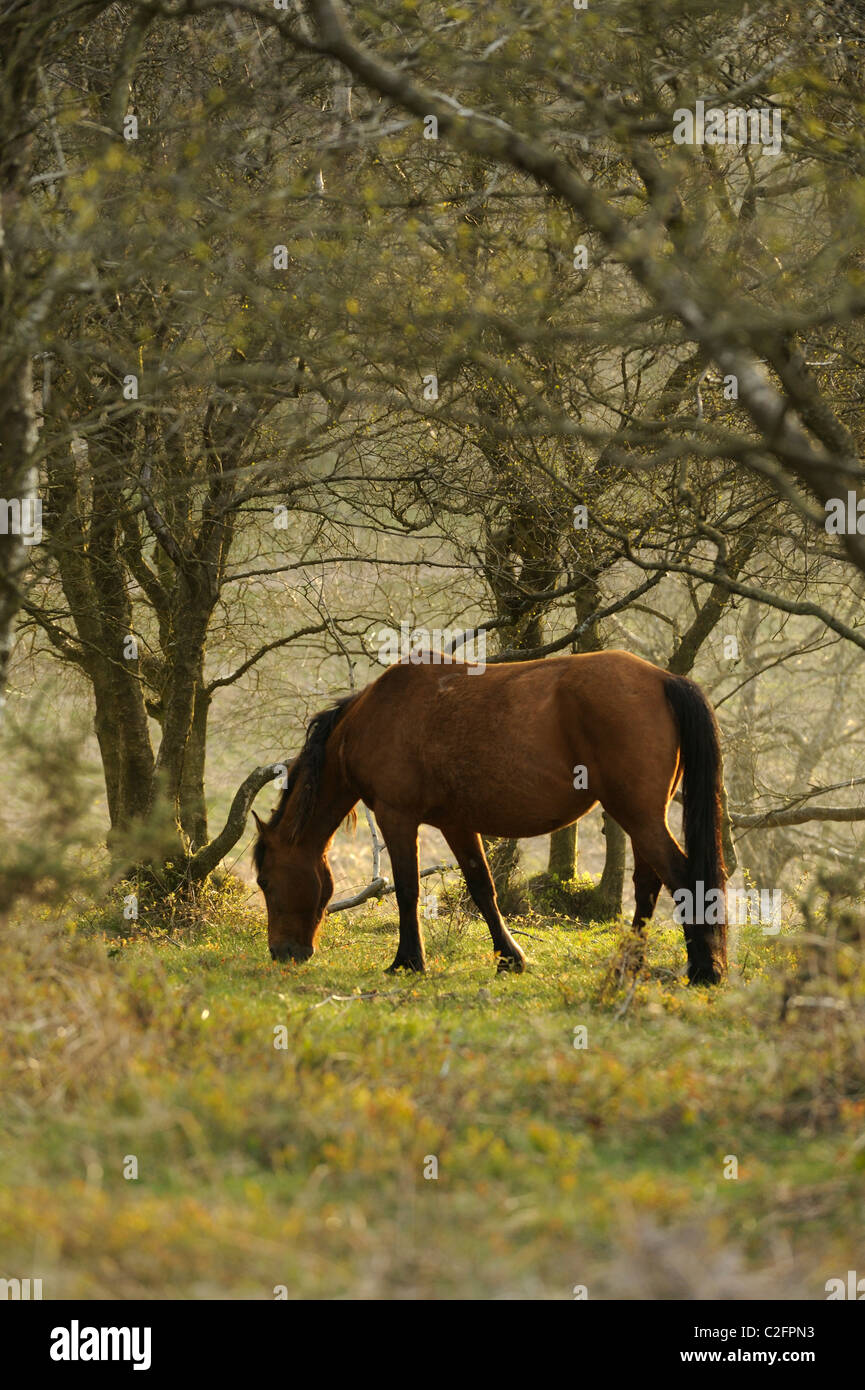 Ein Pony, Fütterung auf Rasen auf den Quantocks, Somerset. Stockfoto