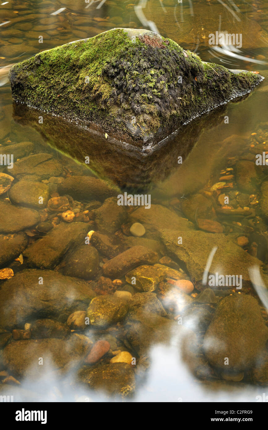 Ein Moos bedeckt Rock spiegelt sich in klarem Wasser in den Brecon Beacons, Wales. Stockfoto