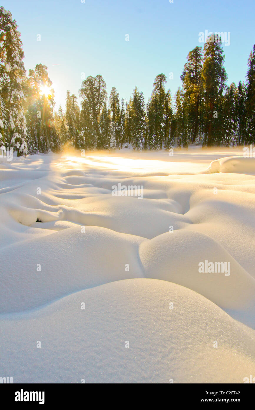 Sequoia / Kings Canyon Nationalpark in der Sierra Nevada, Kalifornien und Umgebung: Stockfoto