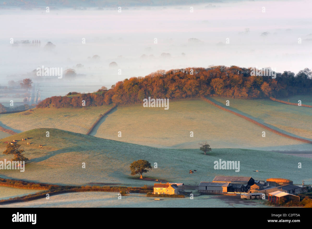 Ackerland in der Nähe von Westbury-Sub-Mendip, Somerset, an einem nebligen und frostigen Morgen. Stockfoto