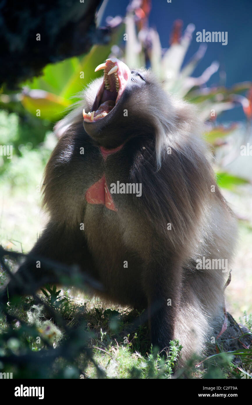 Gelada Pavian in den Simien-Bergen Stockfoto