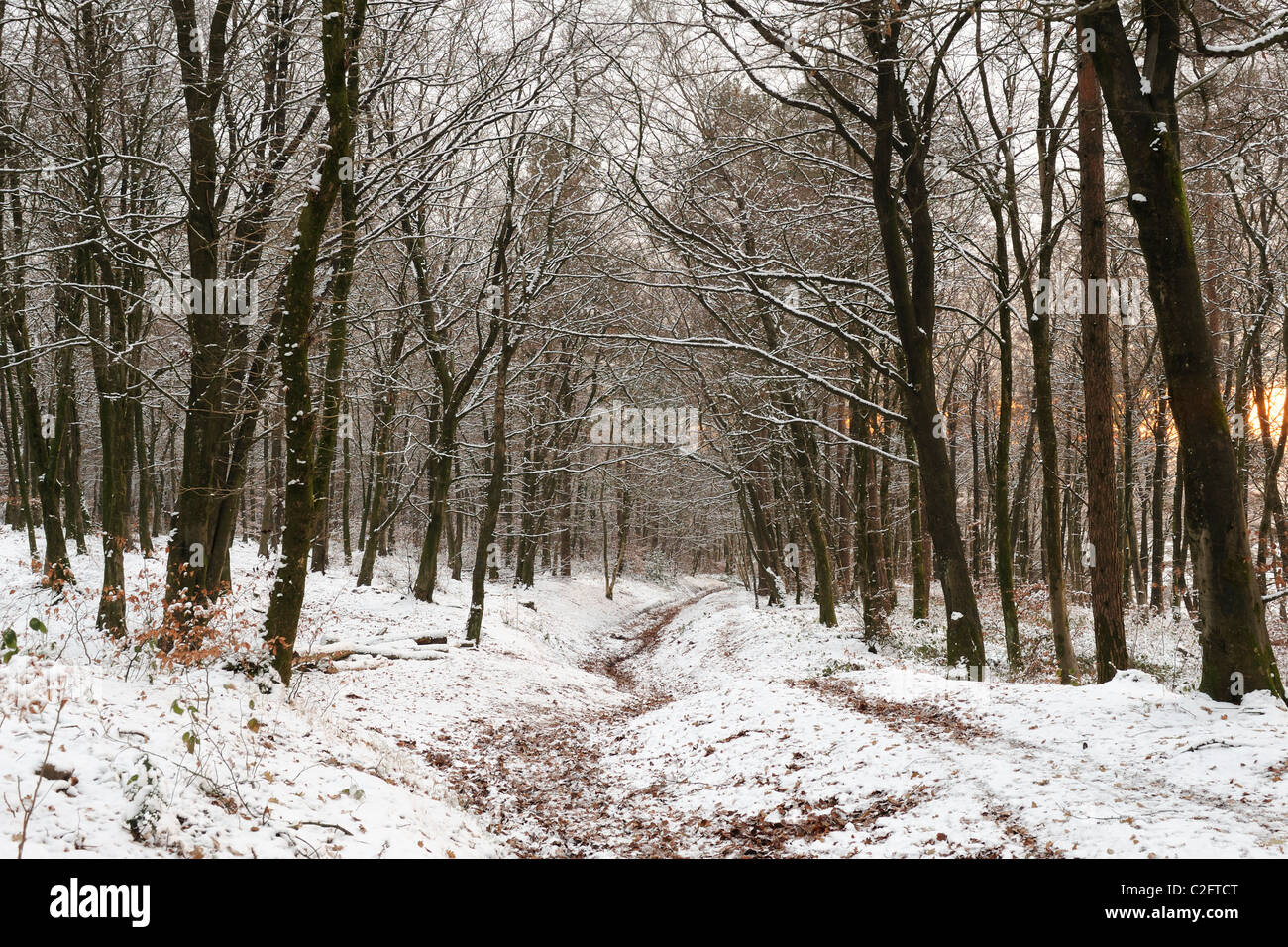 Beacon Hill Wald, Somerset, mit Schnee bedeckt. Stockfoto