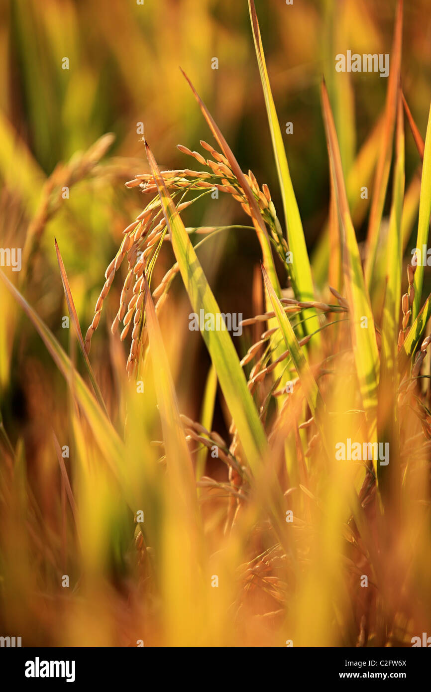 Reisanbau in ein Reisfeld Andhra Pradesh in Indien Stockfoto