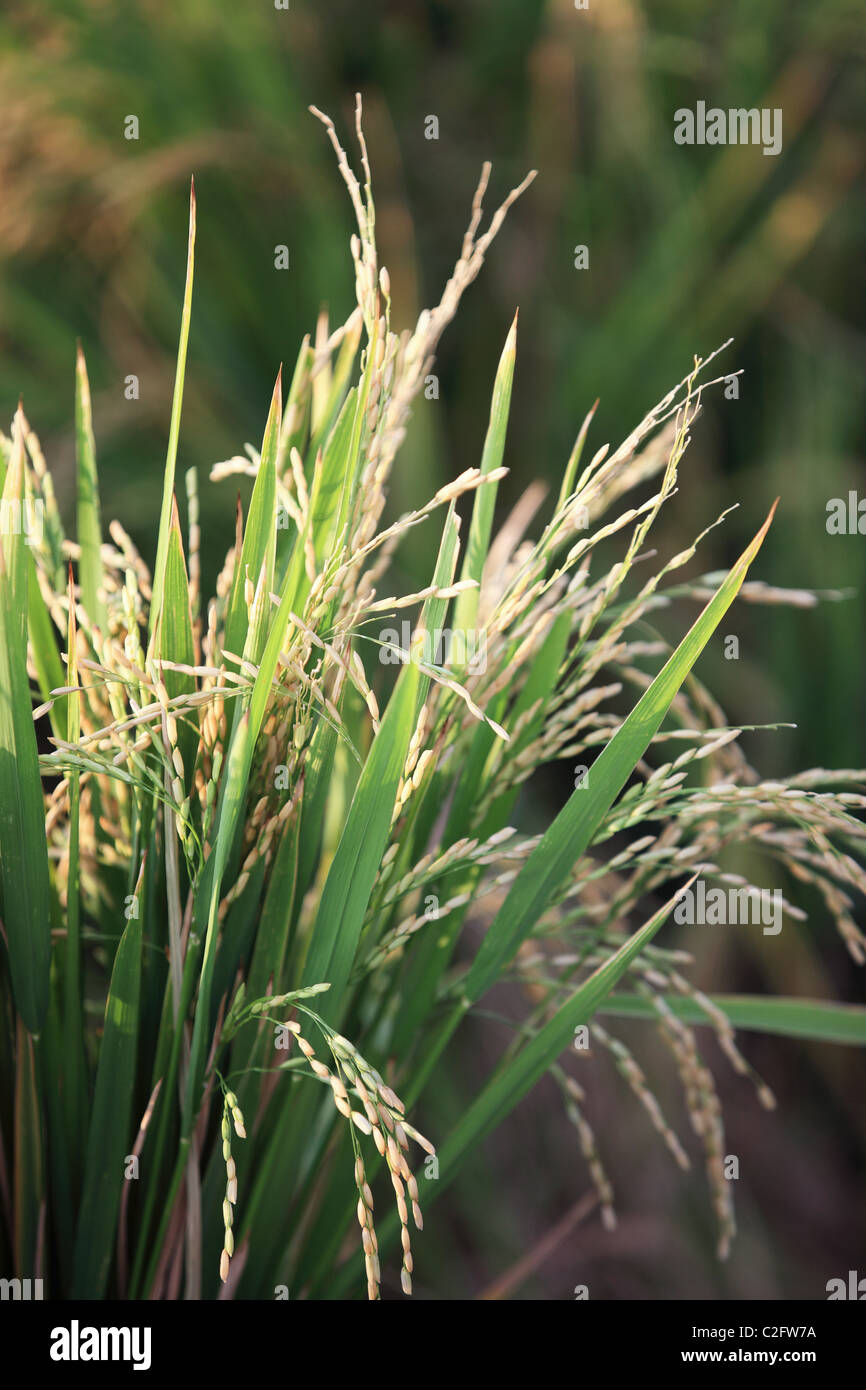 Reisanbau in ein Reisfeld Andhra Pradesh in Indien Stockfoto