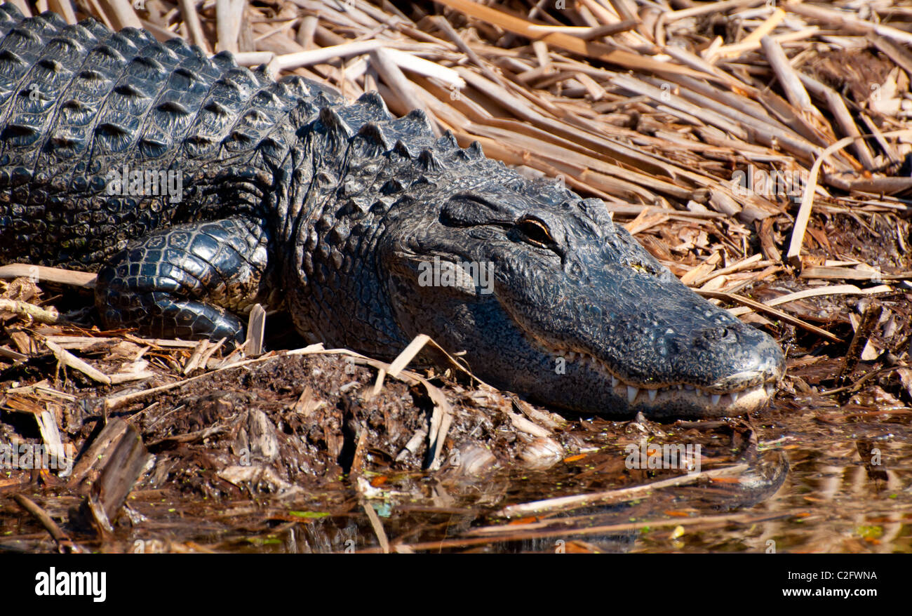 Amerikanischer Alligator - Florida Stockfoto