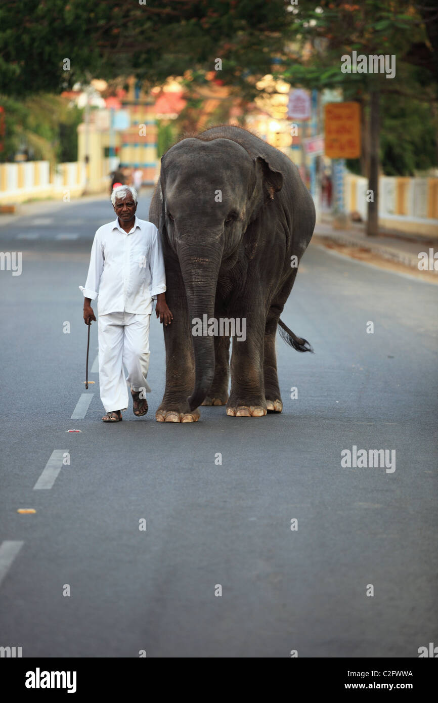Sai Gita der kleine Elefant von Sathya Sai Baba Andhra Pradesh in Indien Stockfoto