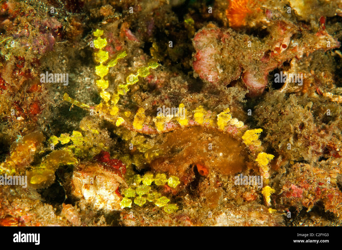 Geflügelte Seenadeln, Halicampus Macrorhynchus imitieren Halimeda Algen Sulawesi Indonesien Stockfoto