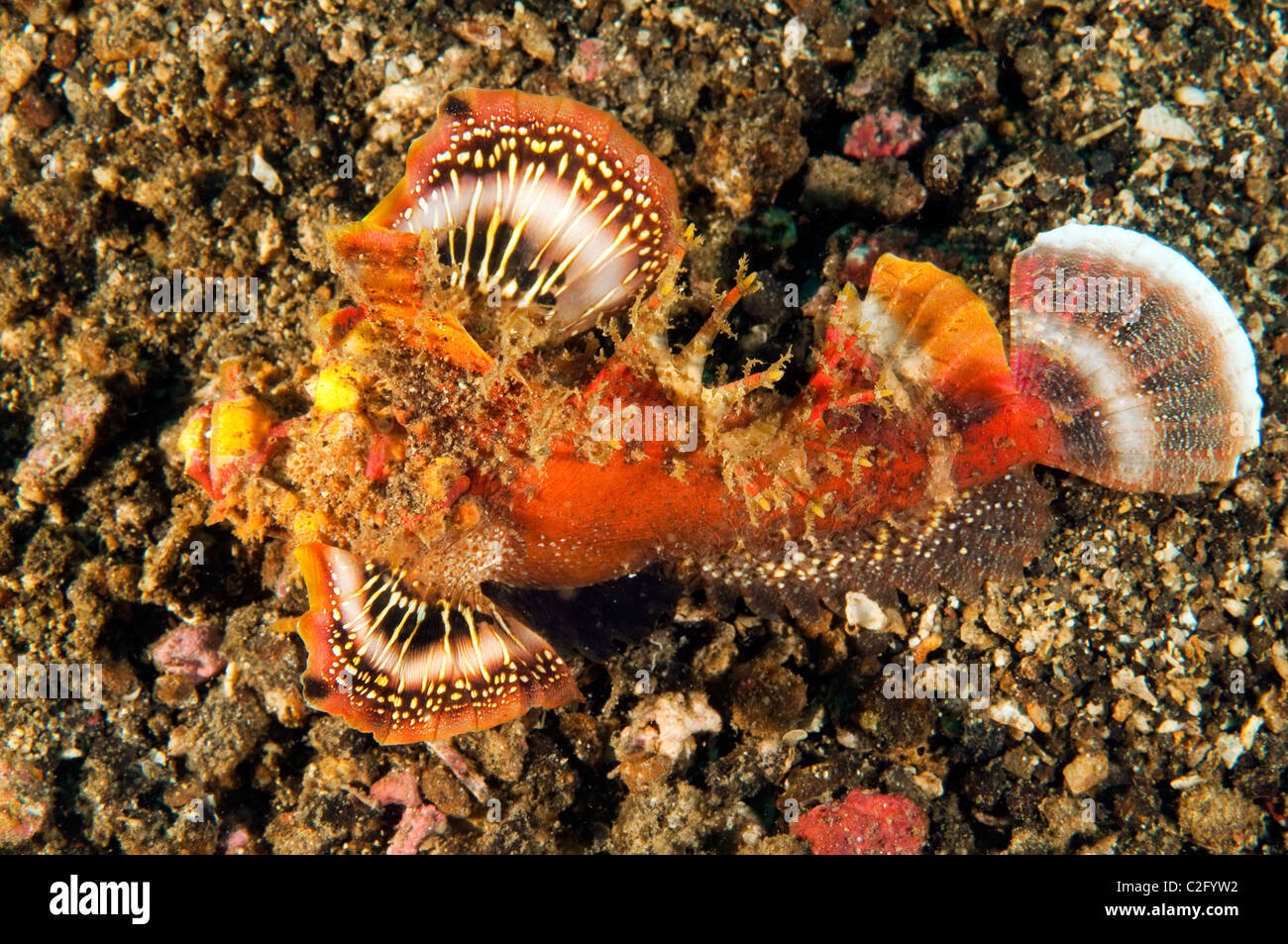 Stachelige Devilfish, Inimicus Didactylus, Sulawesi in Indonesien. Stockfoto
