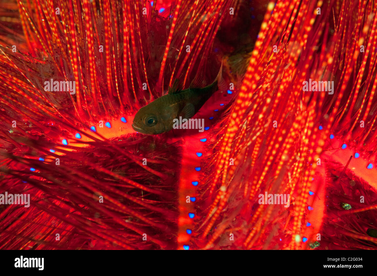 Röhren Siphonfish, Siphamia Tubifer, versteckt zwischen giftigen Stacheln von Feuer Urchin, Asteropyga Radiata, Sulawesi in Indonesien. Stockfoto