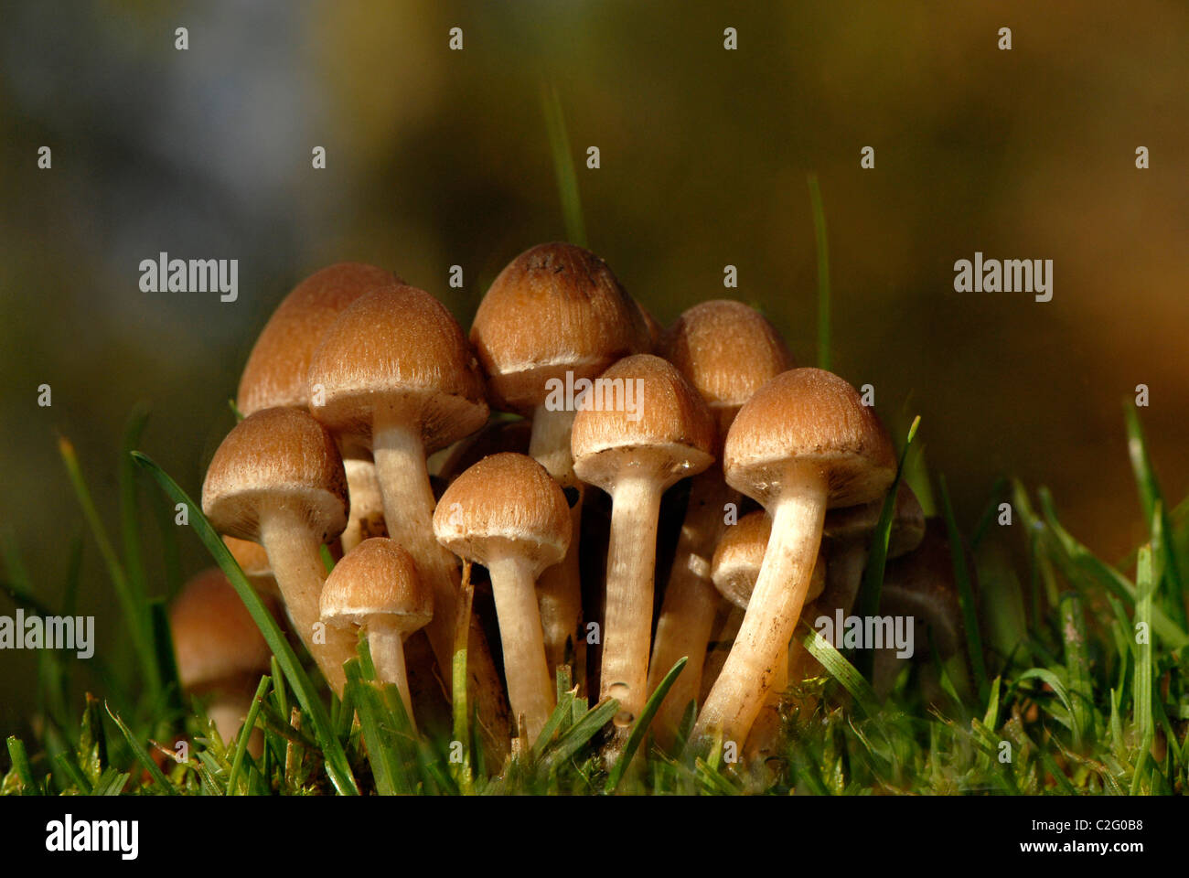 Nahaufnahme der Psathyrella piluliformis (Gemeinsame stumpf Brittlestem) Pilze Stockfoto