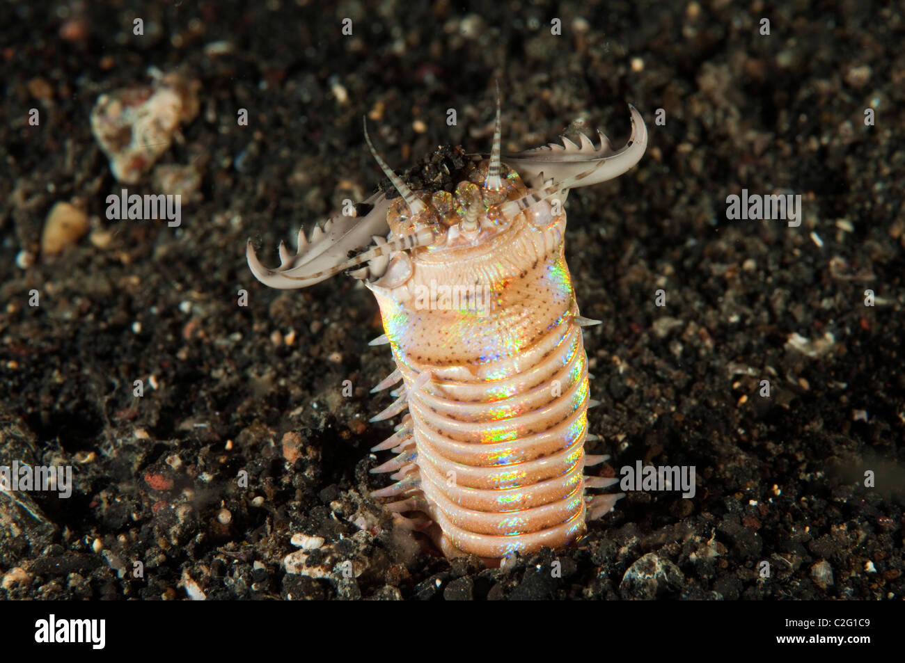 Bobbit Wurm, Eunice Aphroditois Sulawesi in Indonesien. Stockfoto