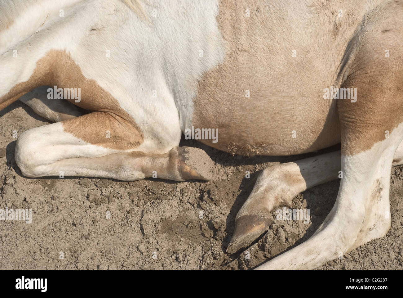 Ein junges Pferd entspannen auf einer Ranch Stockfoto