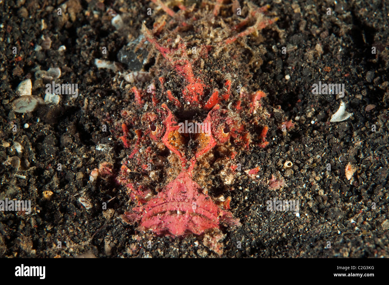 Stachelige Devilfish, Inimicus Didactylus, Sulawesi in Indonesien. Stockfoto