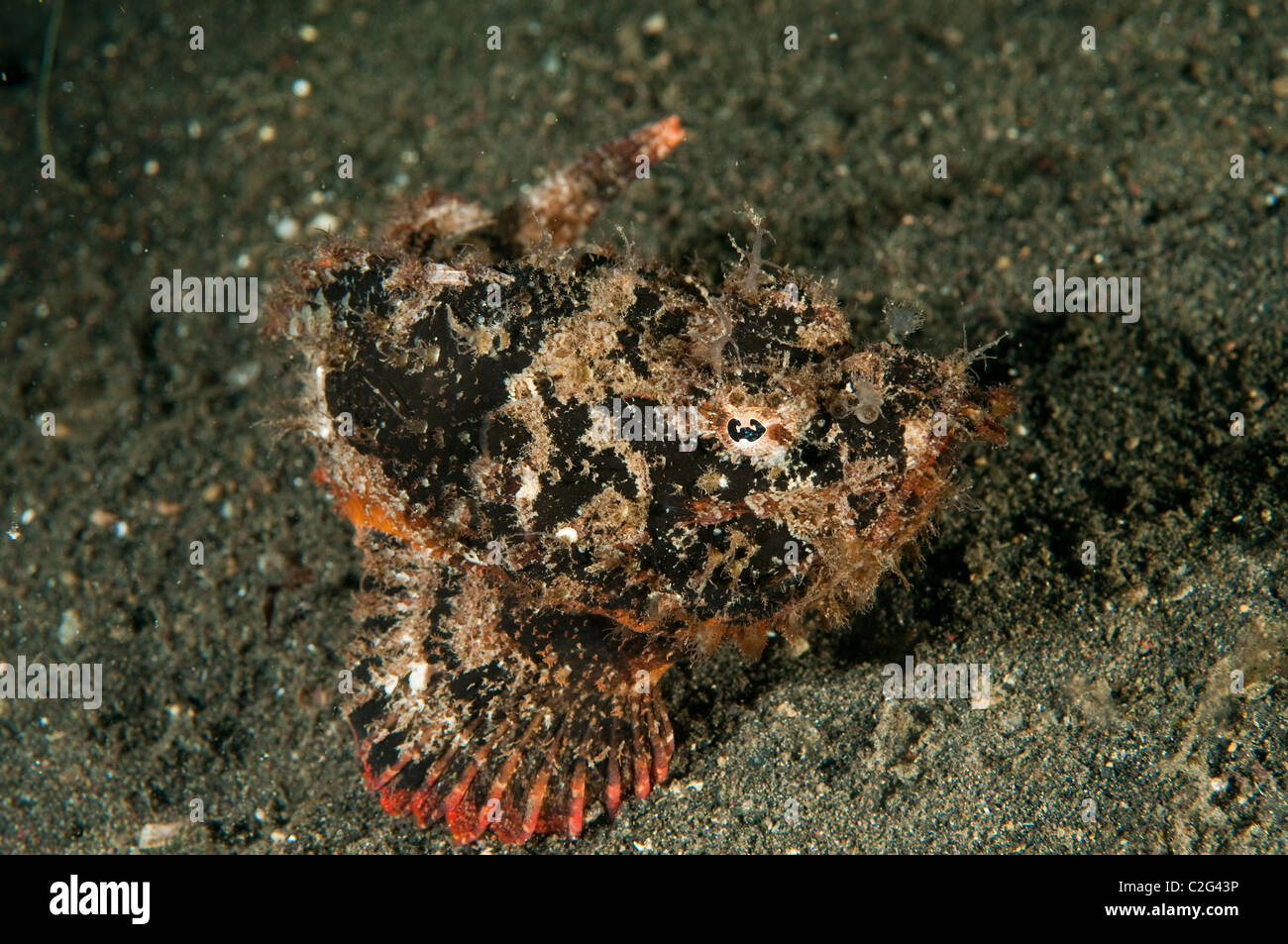 Bandtail Drachenköpfe, Scorpaenopsis Neglecta, Sulawesi in Indonesien. Stockfoto