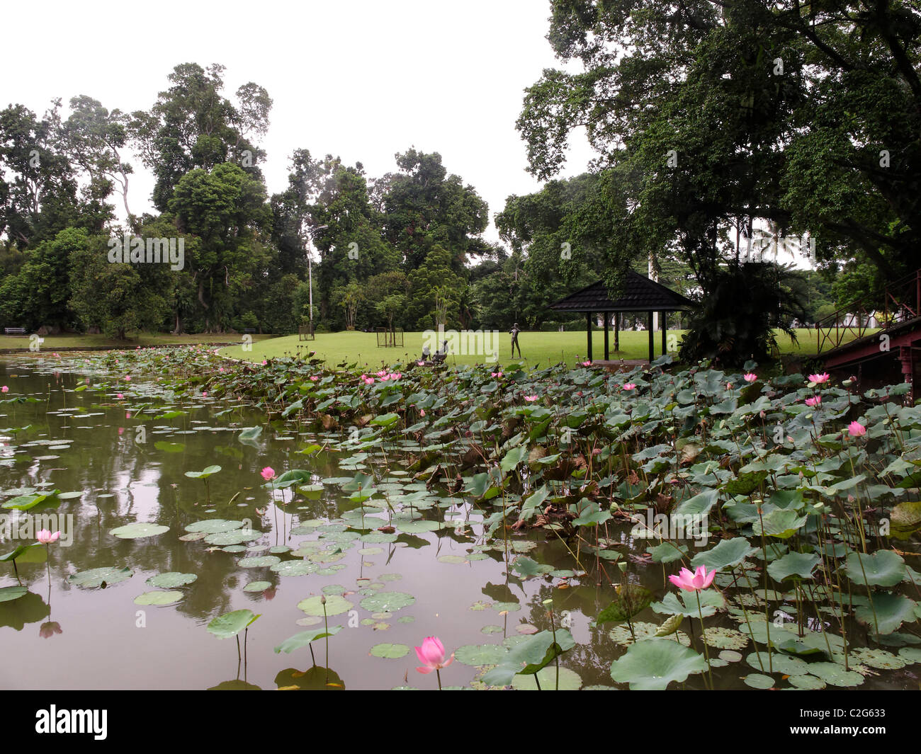 Bogor botanische Gärten, Indonesien, März 2011 Stockfoto