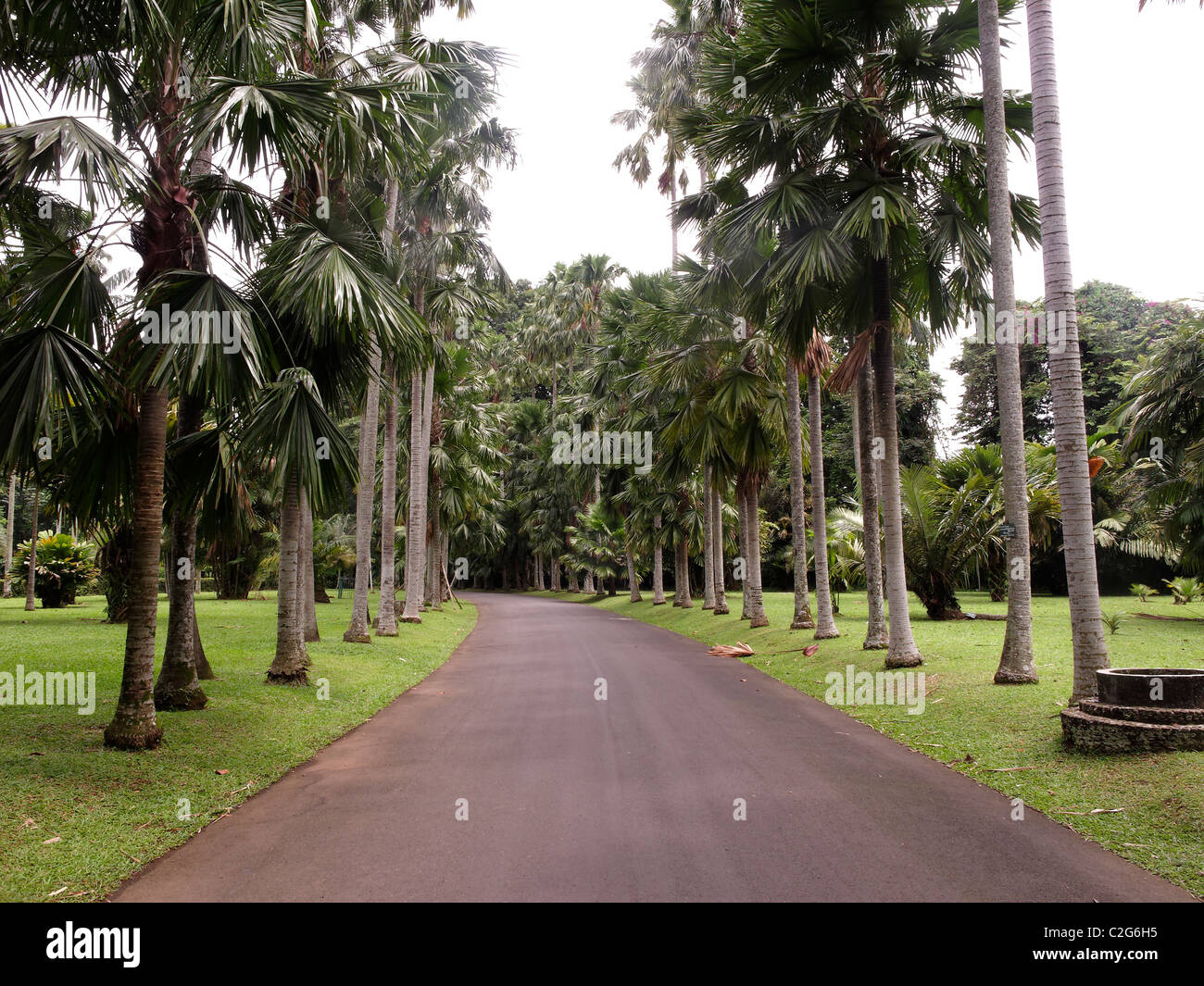 Bogor botanische Gärten, Indonesien, März 2011 Stockfoto