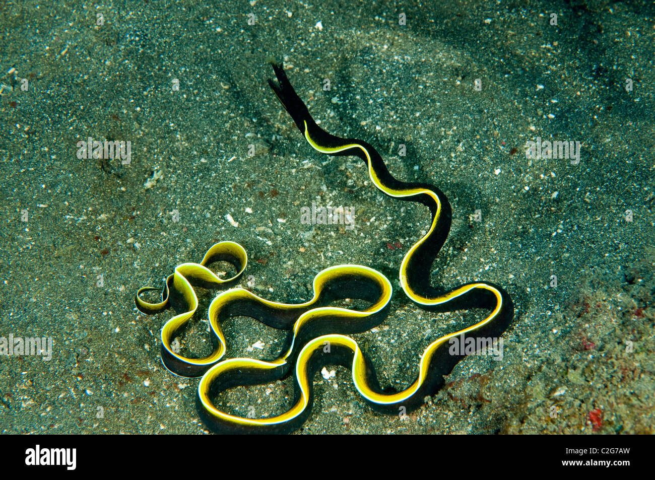 Juvenile Band Aal, Rhinomuraena Quaesita Sulawesi in Indonesien. Stockfoto