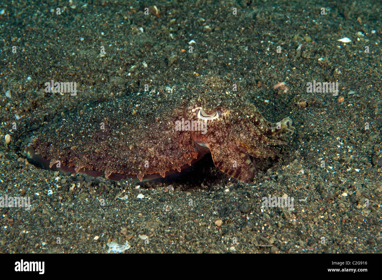 Nadel, Tintenfisch, Sepia Aculeata, Sulawesi in Indonesien. Stockfoto