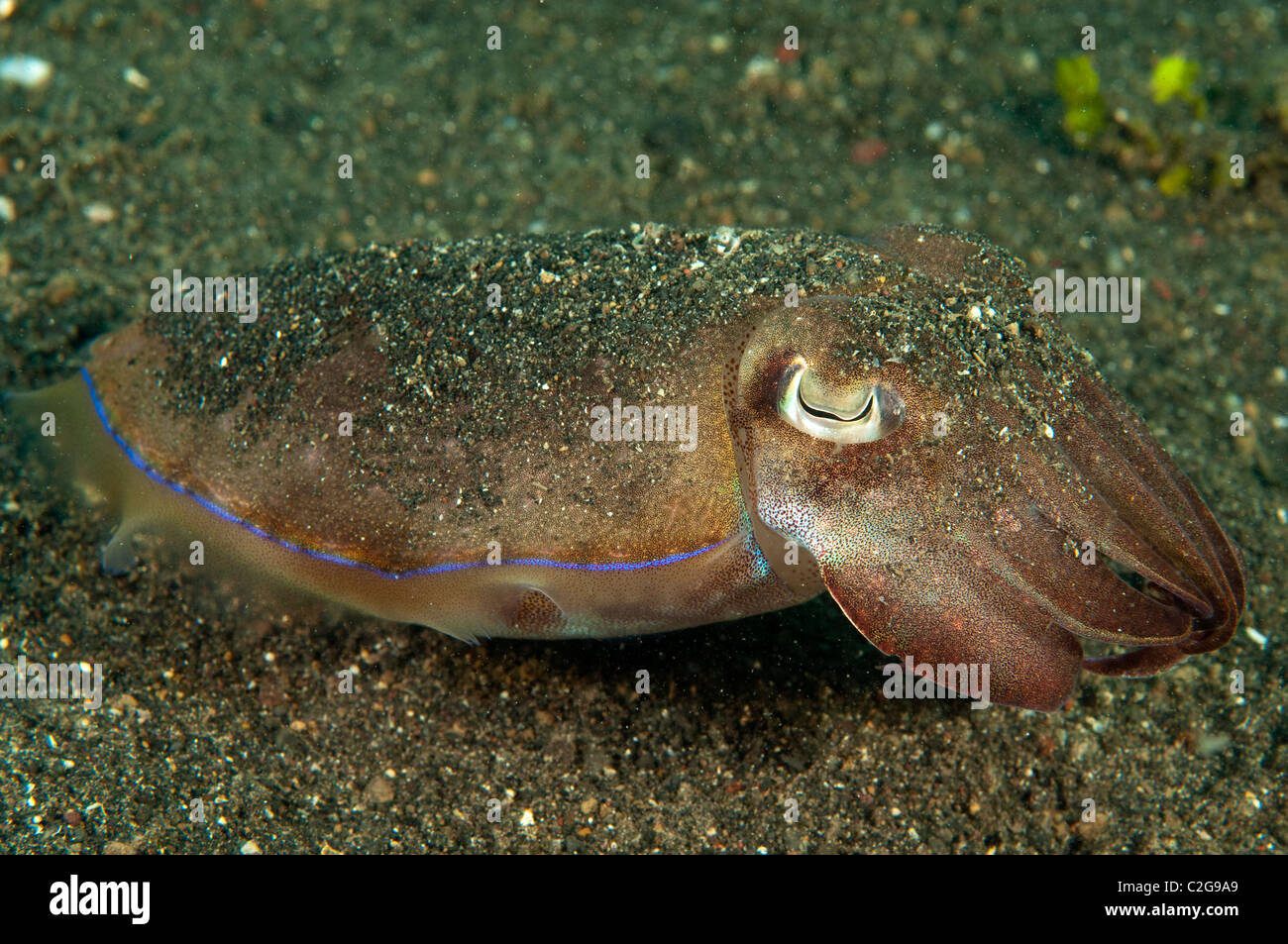 Nadel, Tintenfisch, Sepia Aculeata, Sulawesi in Indonesien. Stockfoto