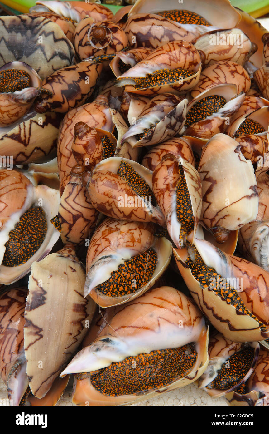 Muscheln für den Verkauf auf dem Markt auf der Insel Phu Quoc in Vietnam Stockfoto