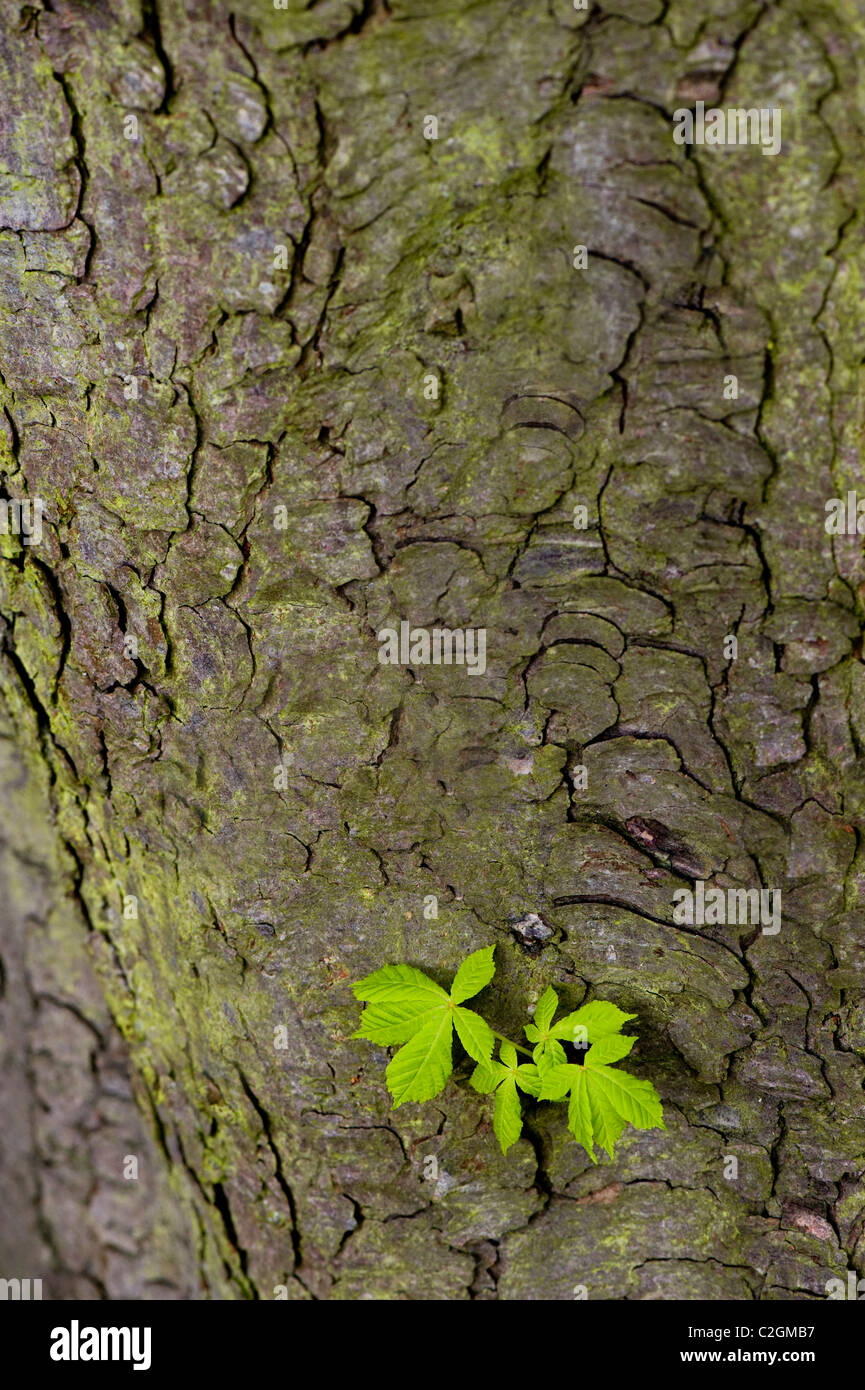 Nahaufnahme eines Pferdes Kastanie - Aesculus hippocastanum oder conker Baum, mit frischer Frühling grünes Laub Stockfoto