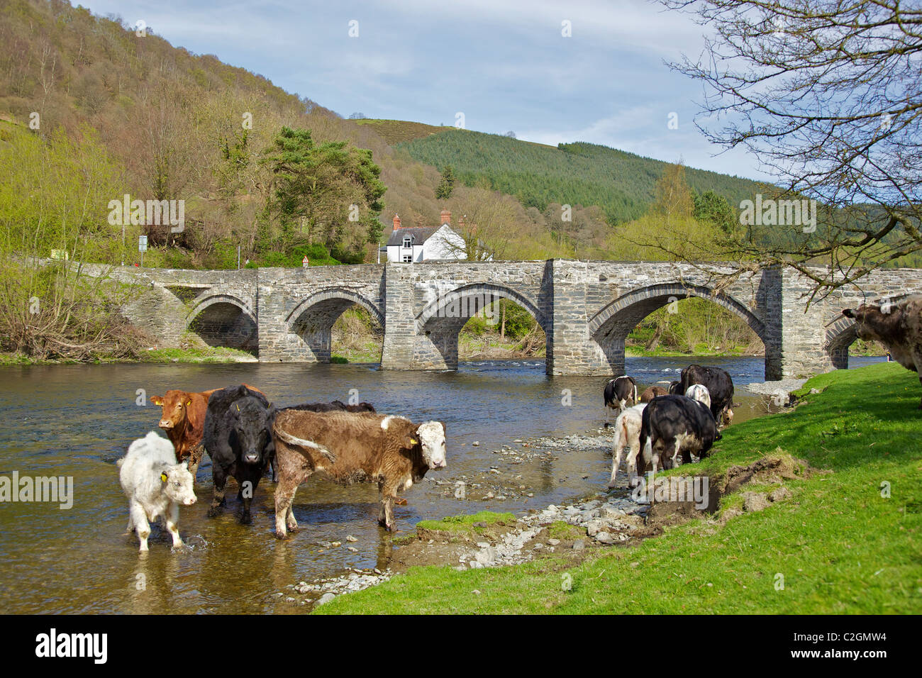 Kühe Baden in den Fluss Dee mit eine alte Steinbrücke über den Fluss bei Carrog. Nord-Wales. Stockfoto