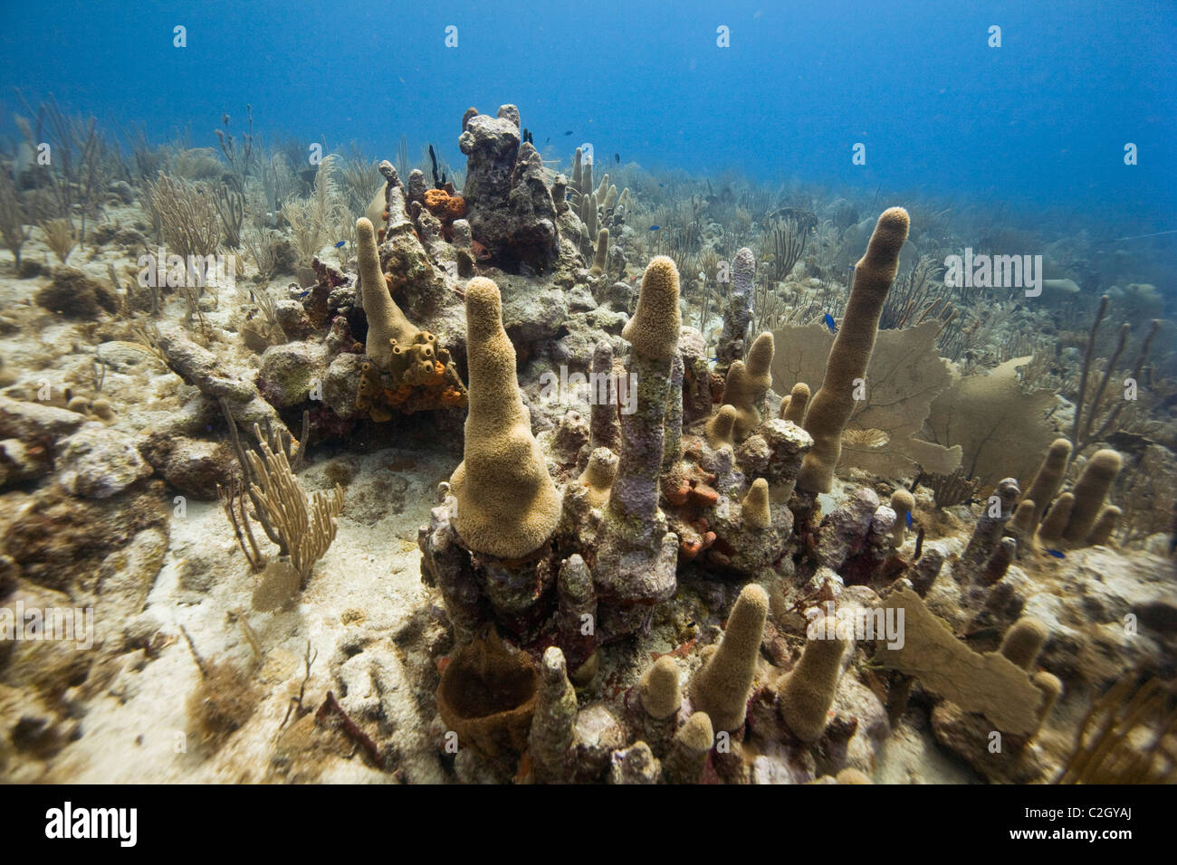 Eine Unterwasserlandschaft Korallen in der Karibik Antigua. Stockfoto