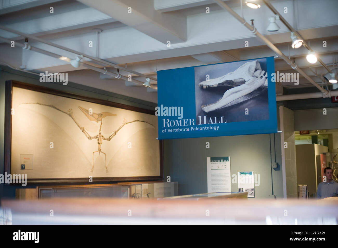 Harvard Museum der Naturgeschichte Cambridge MA Stockfoto