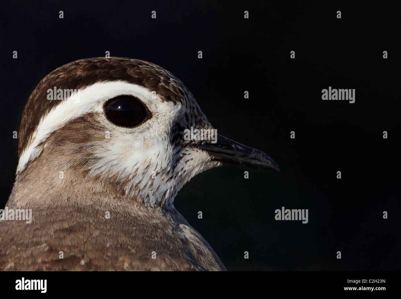 Eurasische Mornell (Charadrius Morinellus), Portrait. Stockfoto